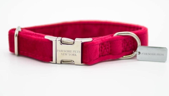 "Paws" Decorative Collar - Premium "Paws" Collar from Tailored Gents, Tots 'N Paws - Just $25! Shop now at Tailored Gents, Tots 'N Paws