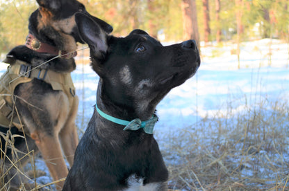 "Paws" Bow Ties - Premium "Paws" Accessories from Tailored Gents, Tots 'N Paws - Just $17.98! Shop now at Tailored Gents, Tots 'N Paws